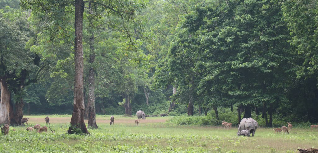 https://www.setopati.com/uploads/shares/2020/sujita/gaidda/gaida bachha (1).jpg